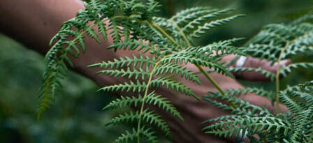 Les plantes médicinales et les seniors : un bon ménage