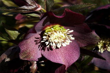 Fleurs qui fleurissent à l'automne