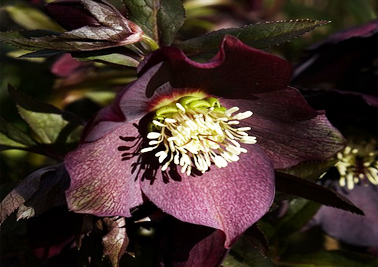 Fleurs qui fleurissent à l'automne