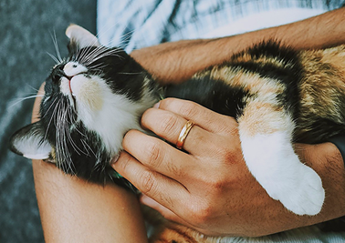 Pourquoi le ronronnement des chats fait du bien